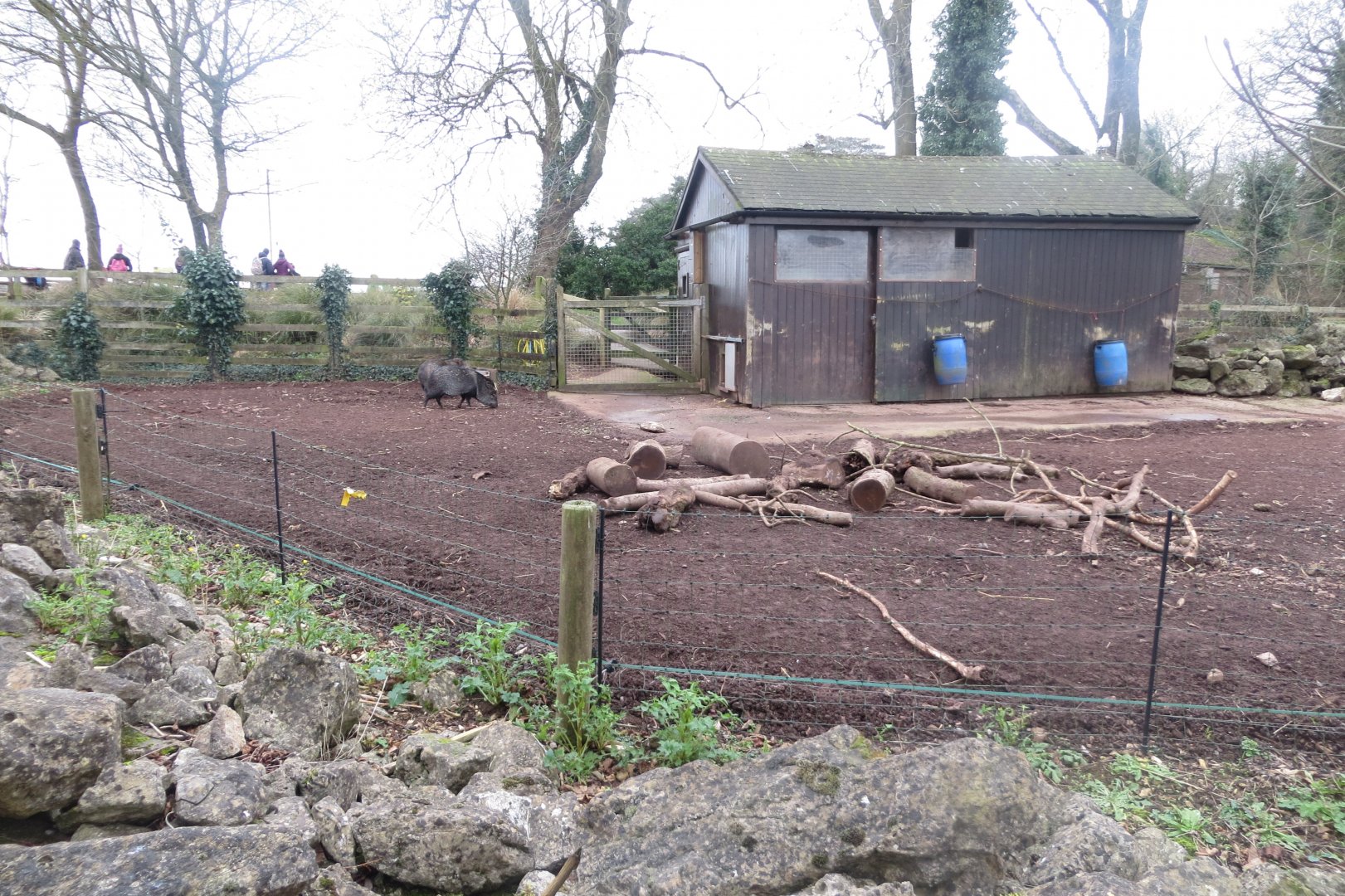 Collared peccary enclosure 050119