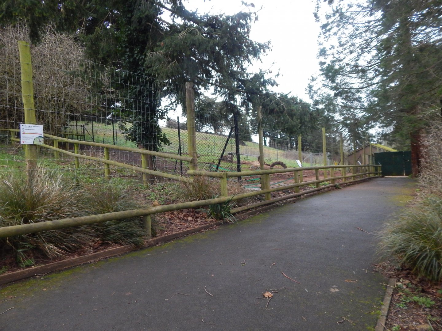 Collared peccary enclosure 050224
