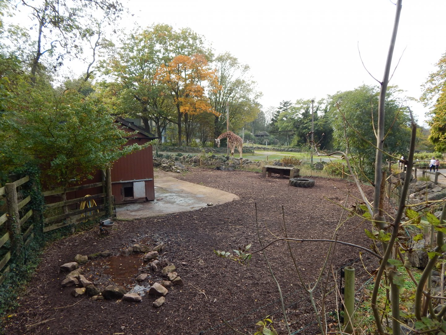Collared peccary enclosure 181020