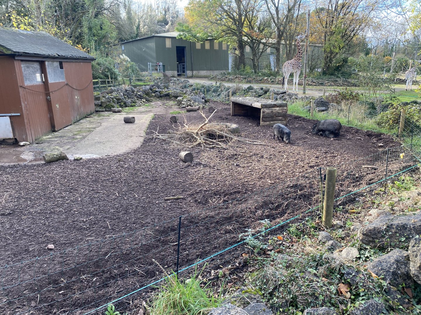Collared peccary enclosure 201121
