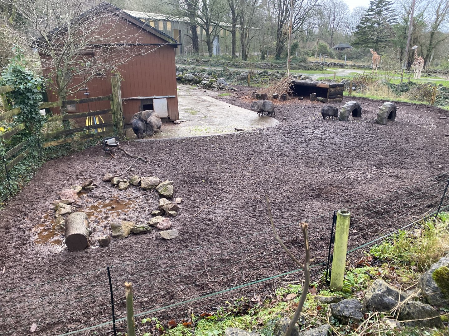 Collared peccary enclosure 301221