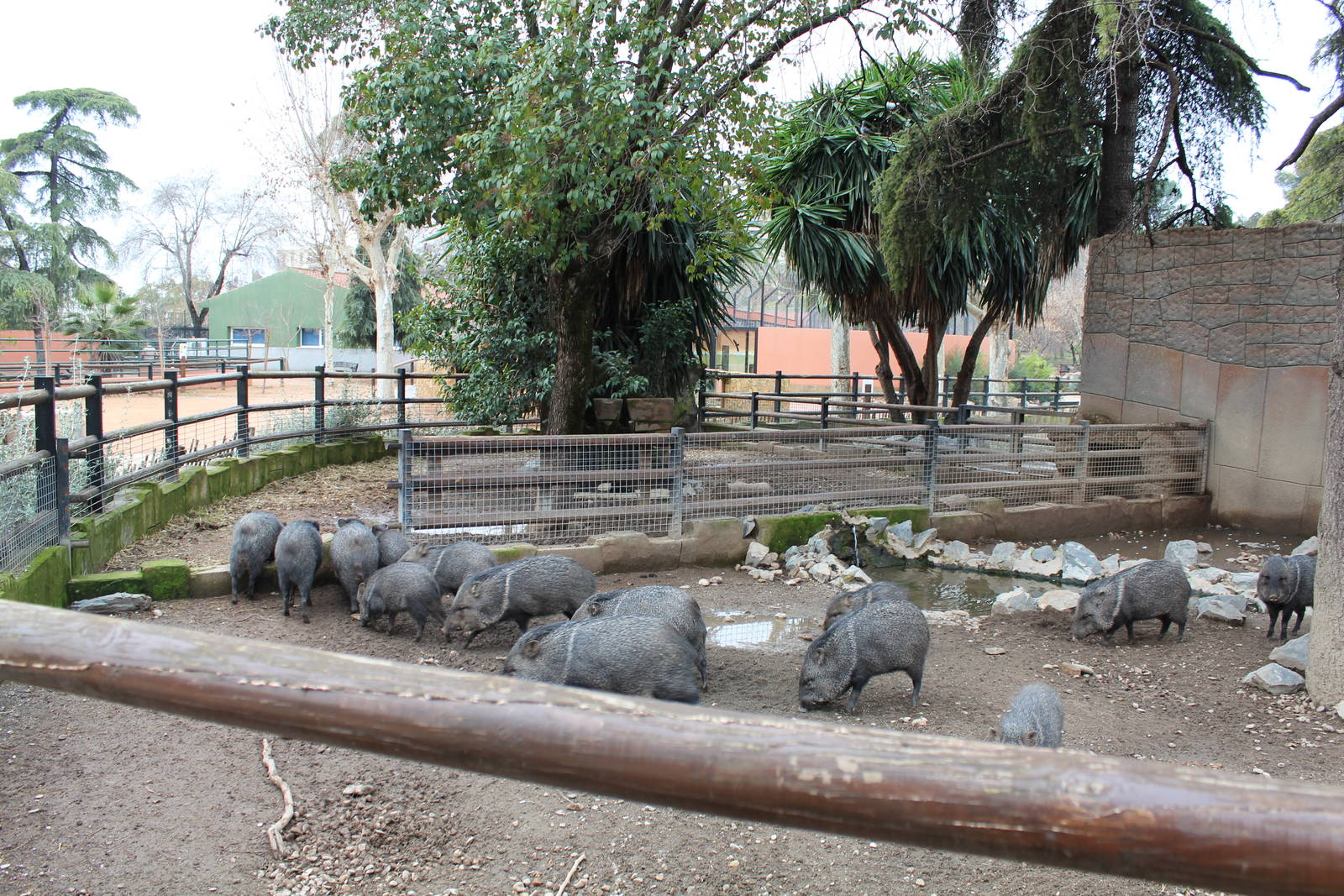 Collared Peccary Enclosure - Jan 2014