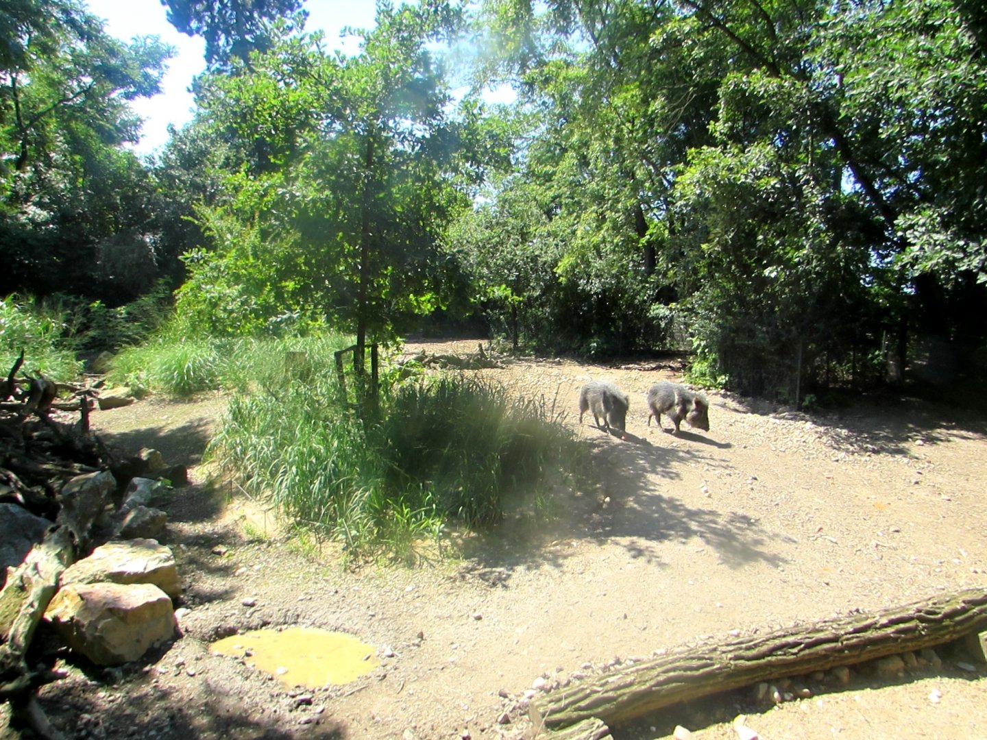 Collared Peccary enclosure - July/2017