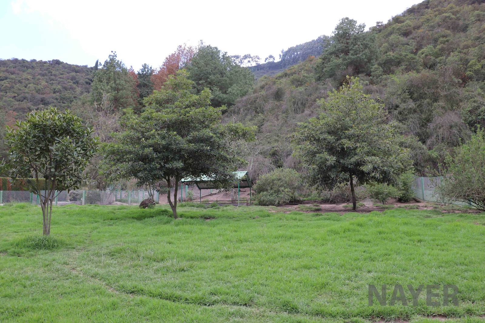 Collared peccary enclosure, March 2016