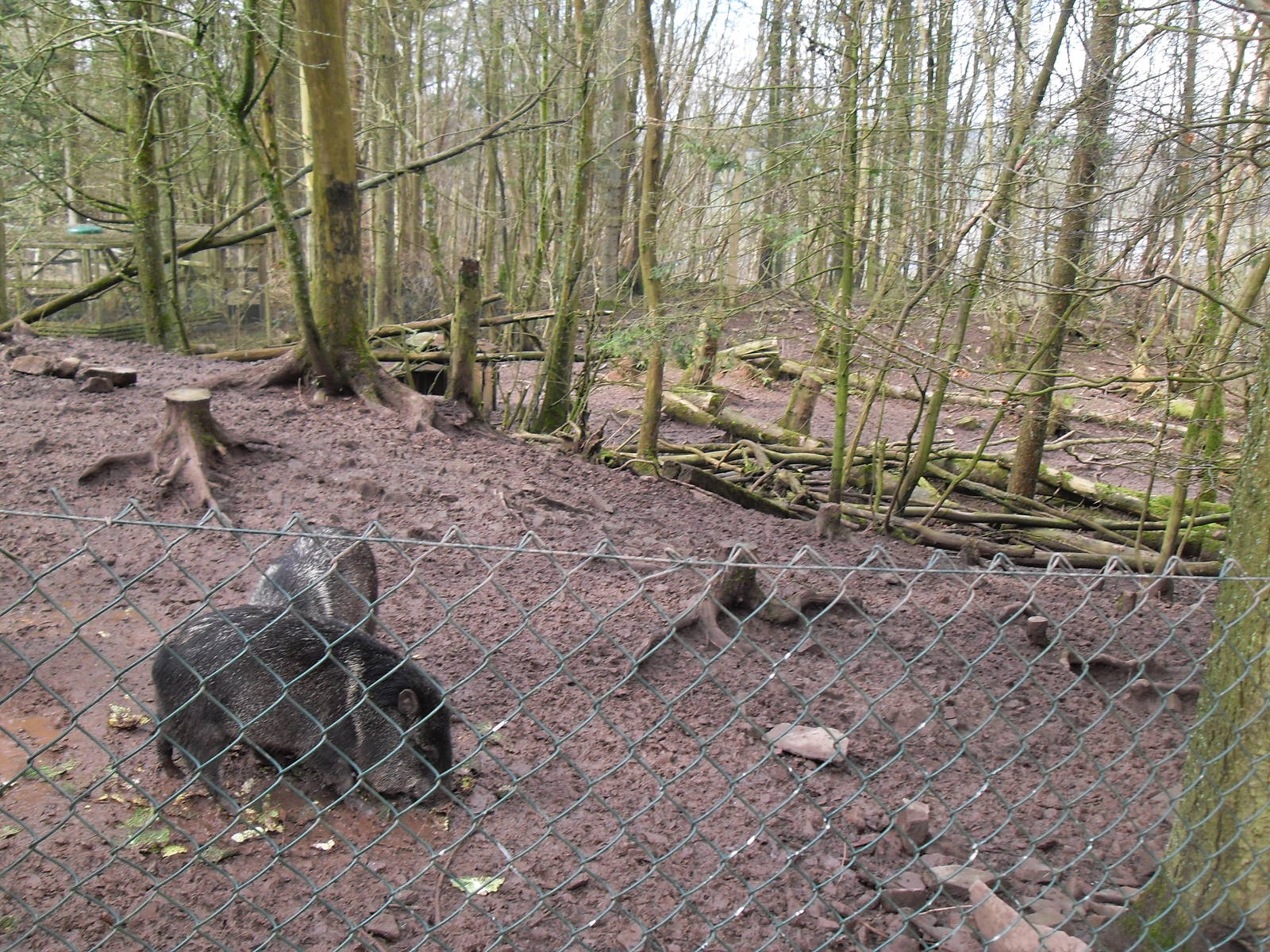 Collared peccary enclosure
