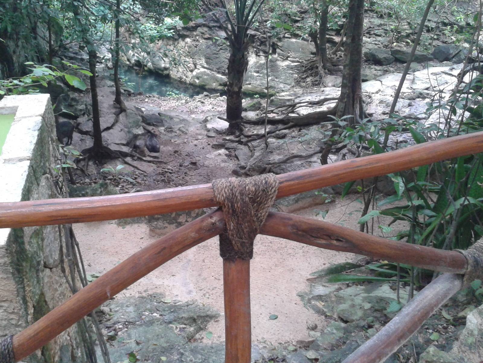 Collared peccary enclosure