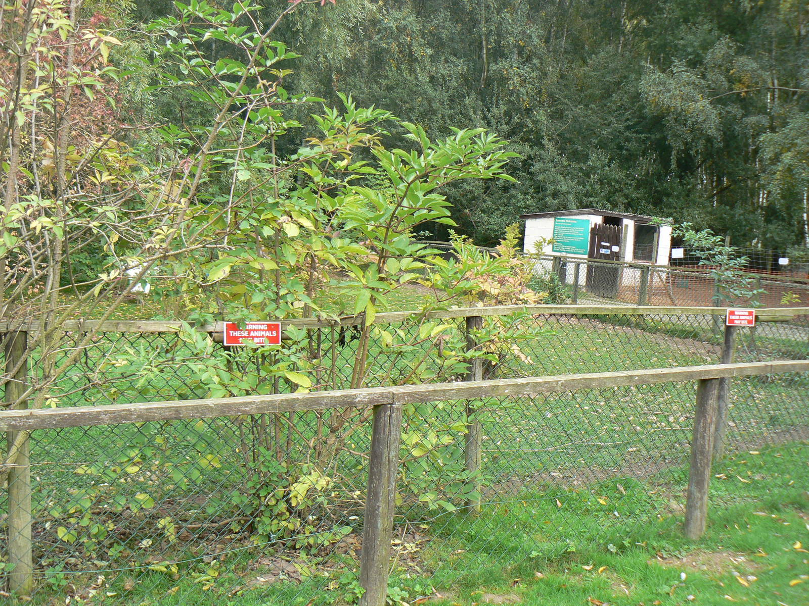 Collared Peccary Enclosure