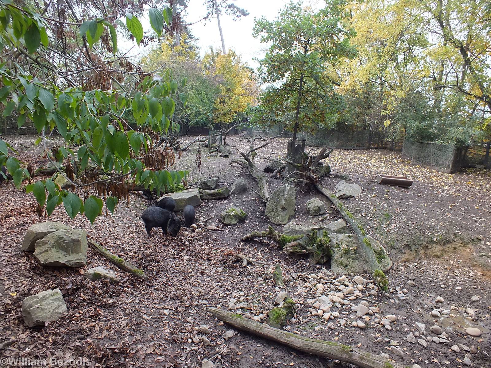 Collared Peccary Enclosure