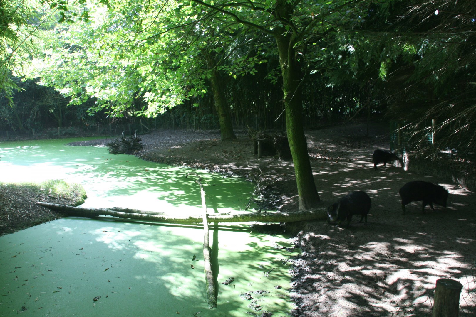 Collared peccary enclosure