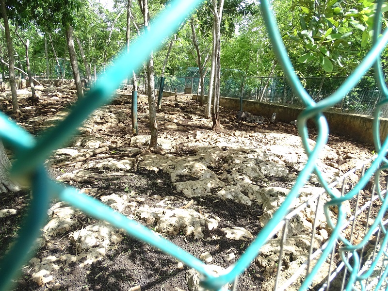 Collared peccary enclosure