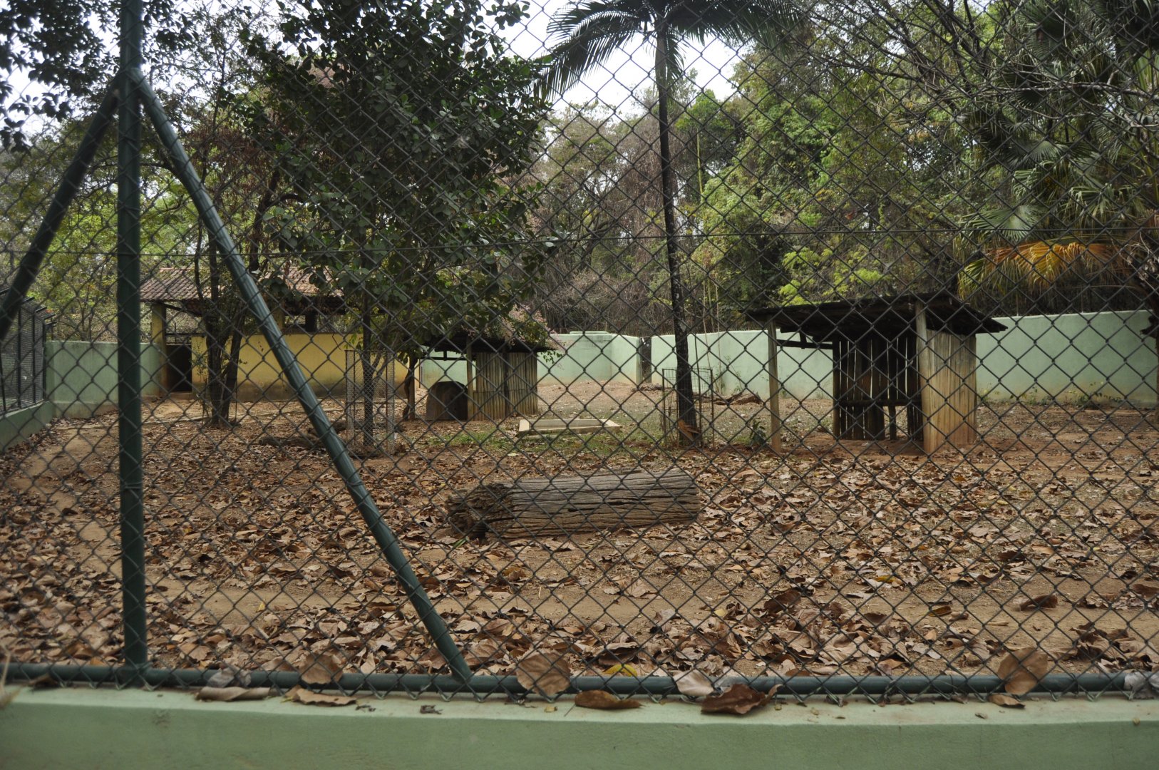 Collared peccary enclosure