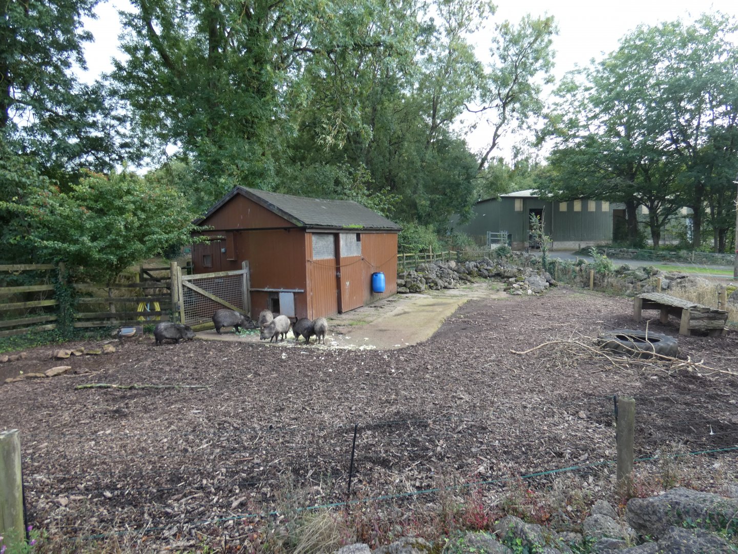 Collared Peccary enclosure