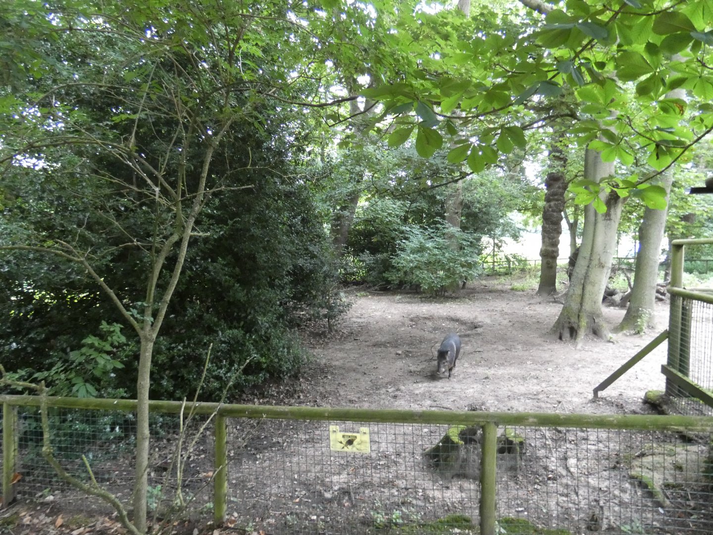 Collared peccary enclosure