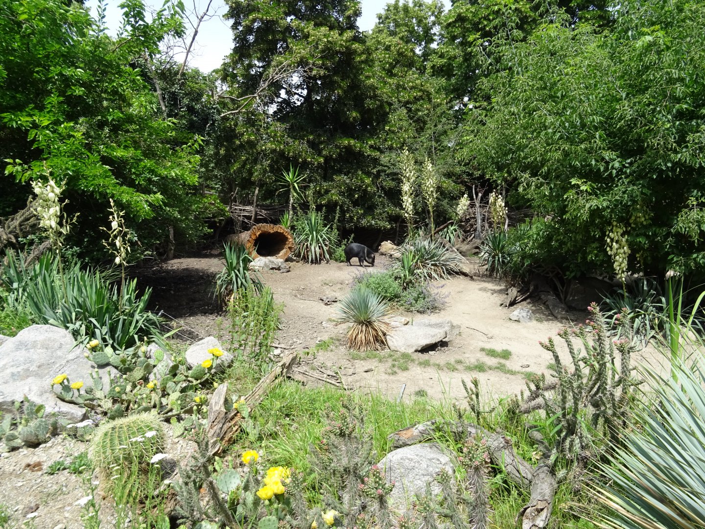Collared Peccary enclosure