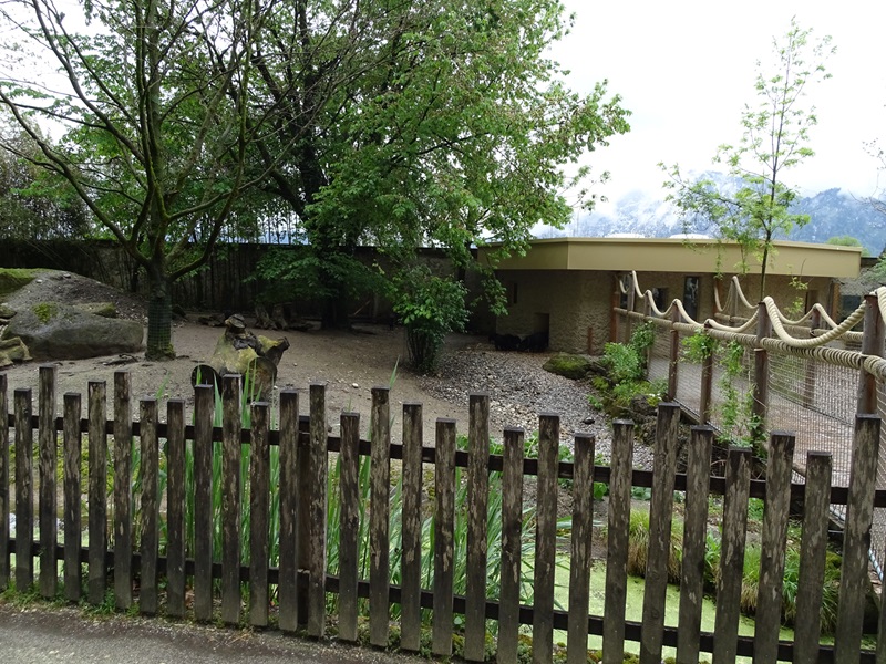 Collared peccary enclosure