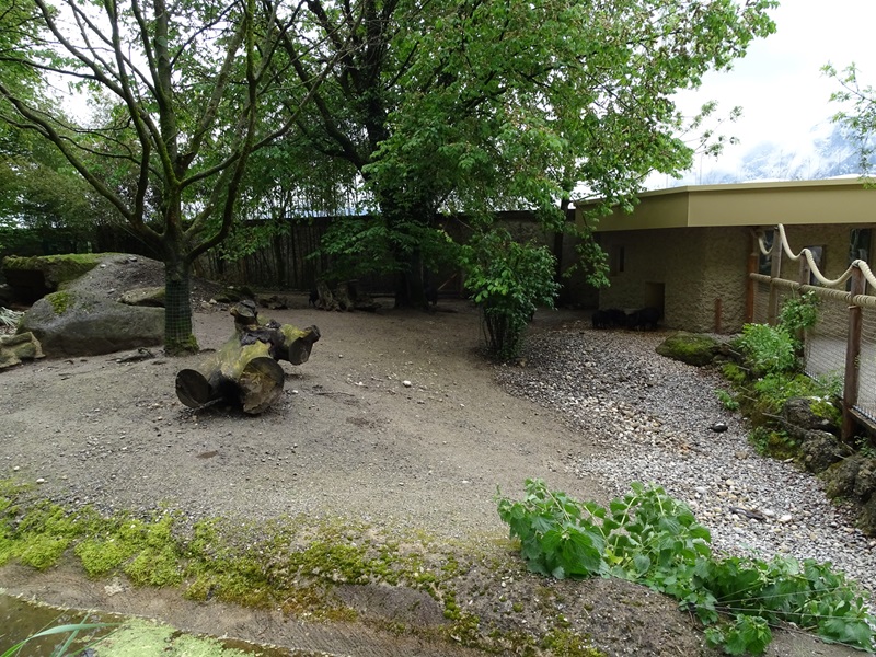 Collared peccary enclosure