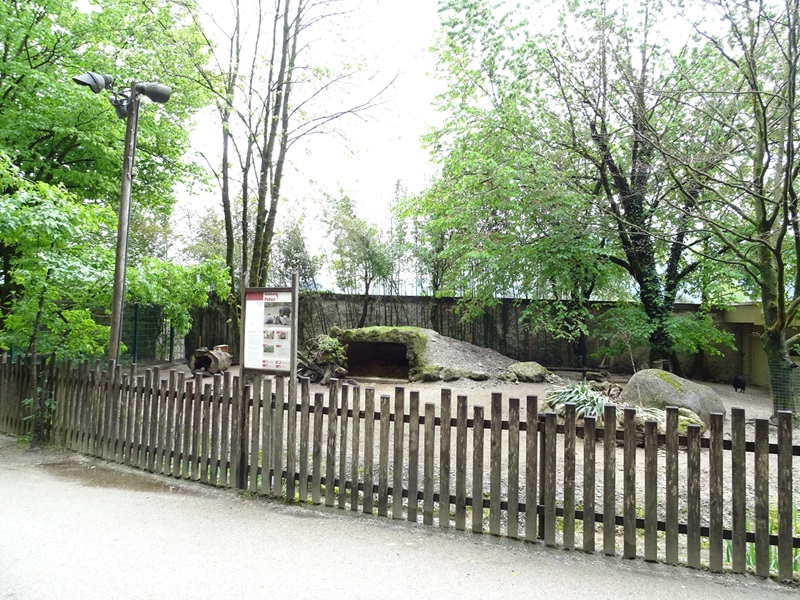 Collared peccary enclosure