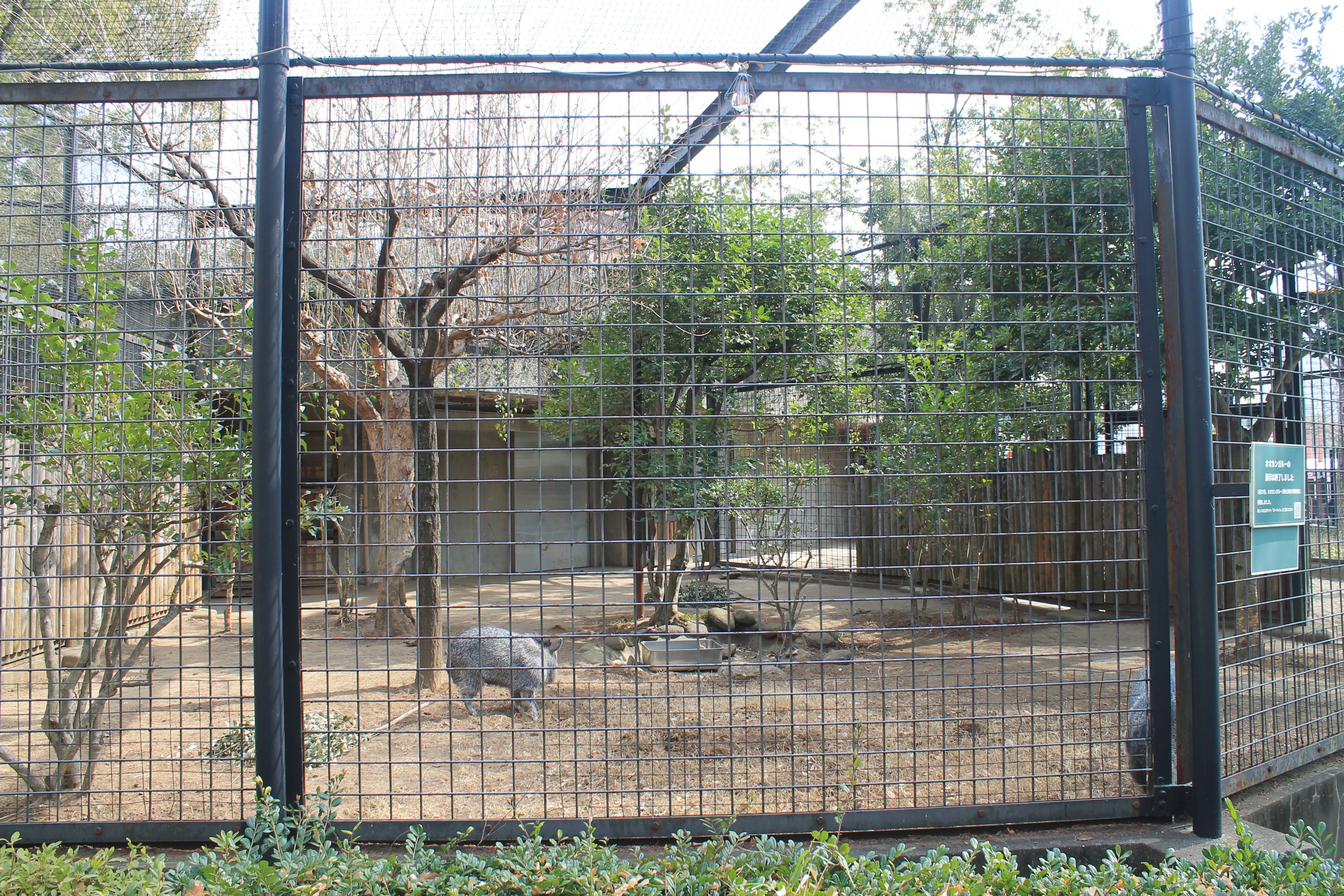 Collared Peccary enclosure