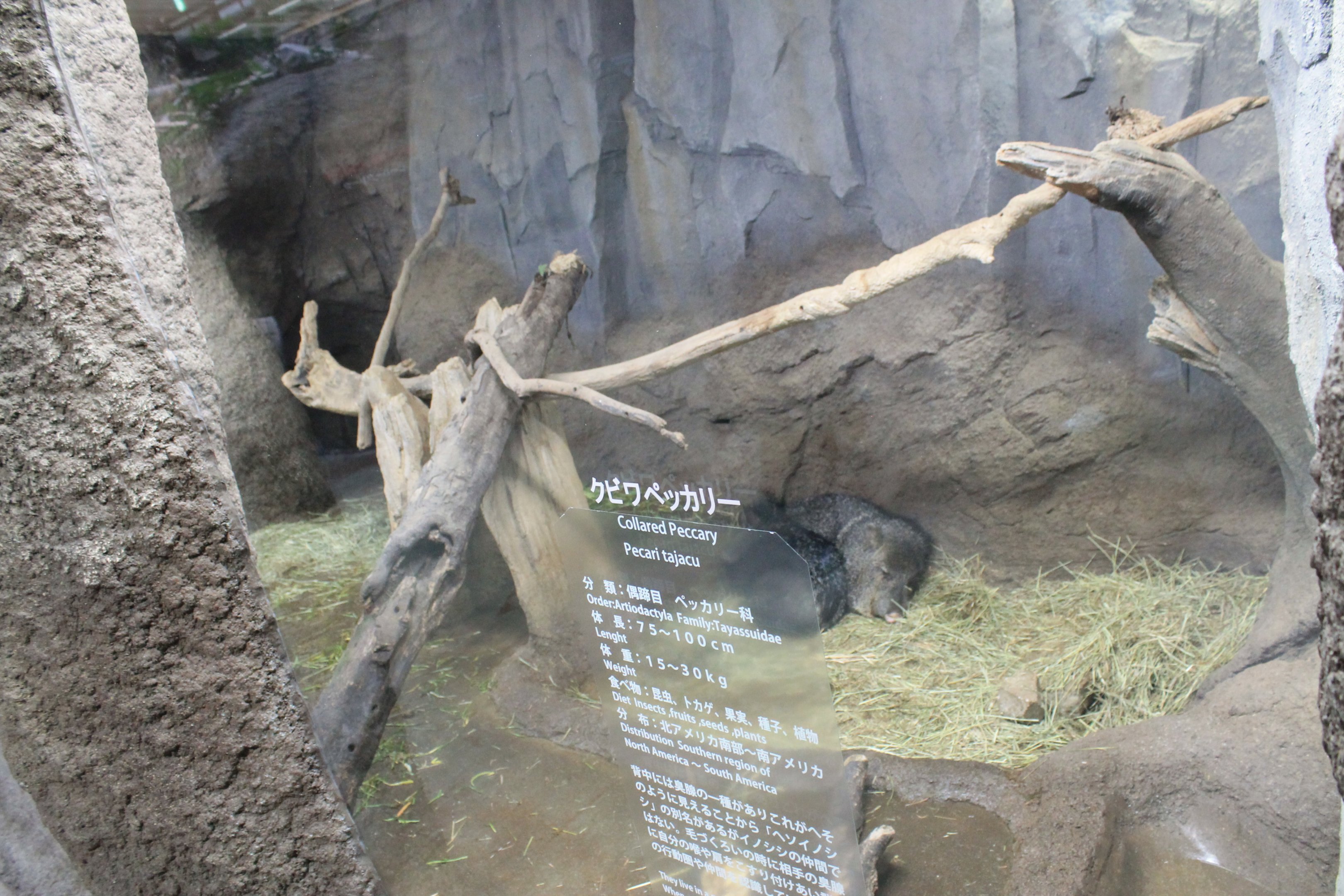 Collared Peccary enclosure