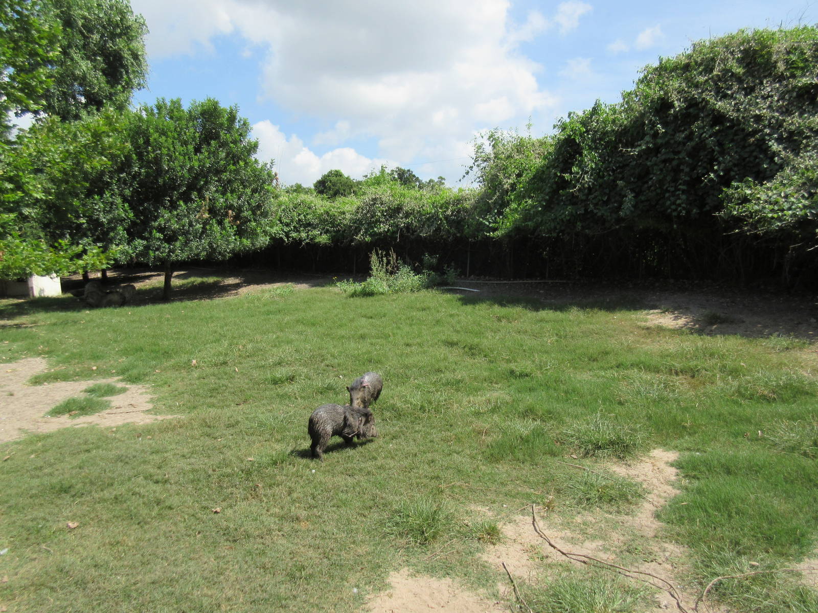 Collared Peccary Exhibit #1