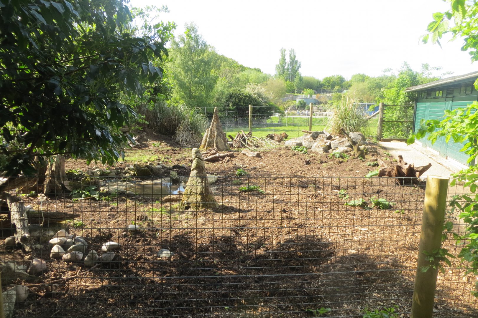 Collared peccary exhibit 110519