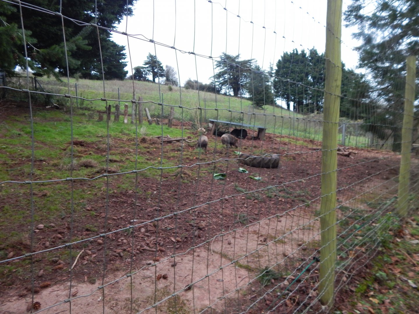 Collared peccary exhibit 111224