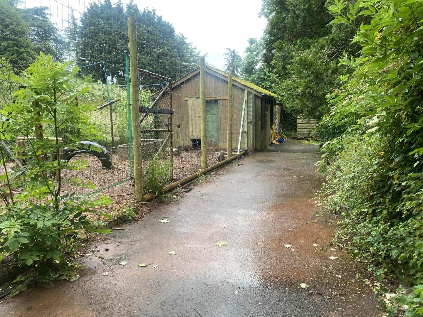 Collared peccary exhibit 130624