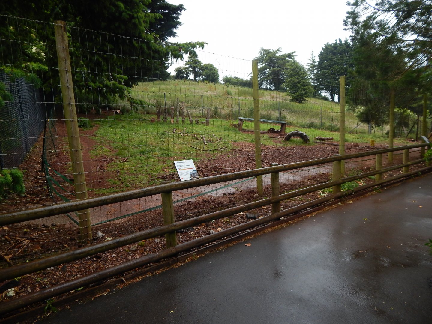 Collared peccary exhibit 130624