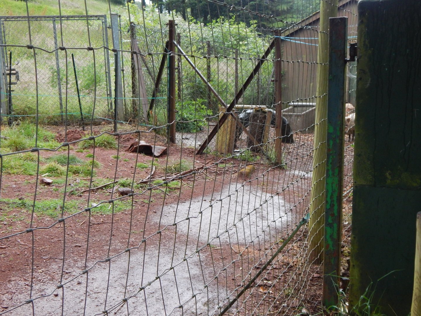Collared peccary exhibit 130624
