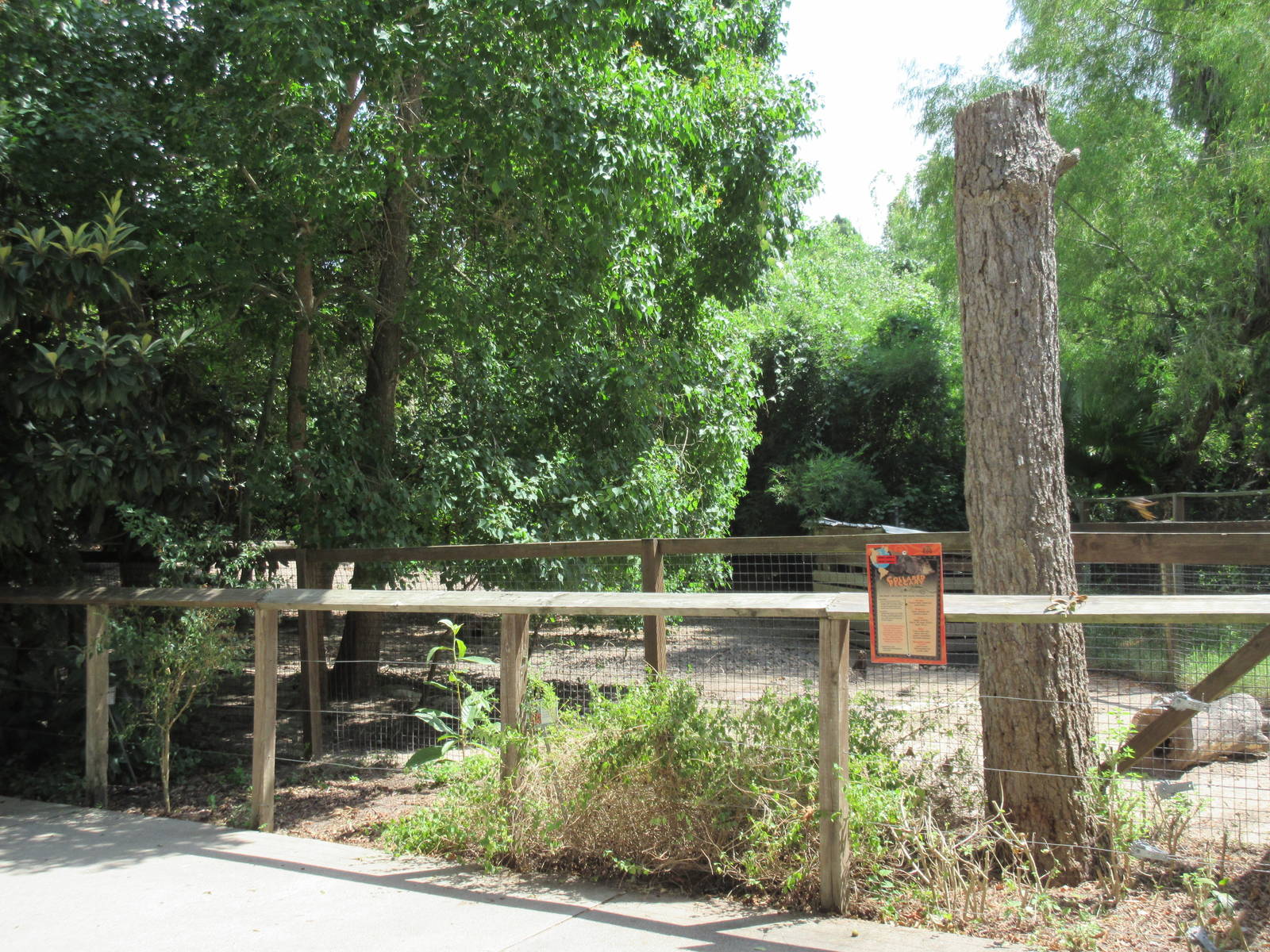 Collared Peccary Exhibit #2