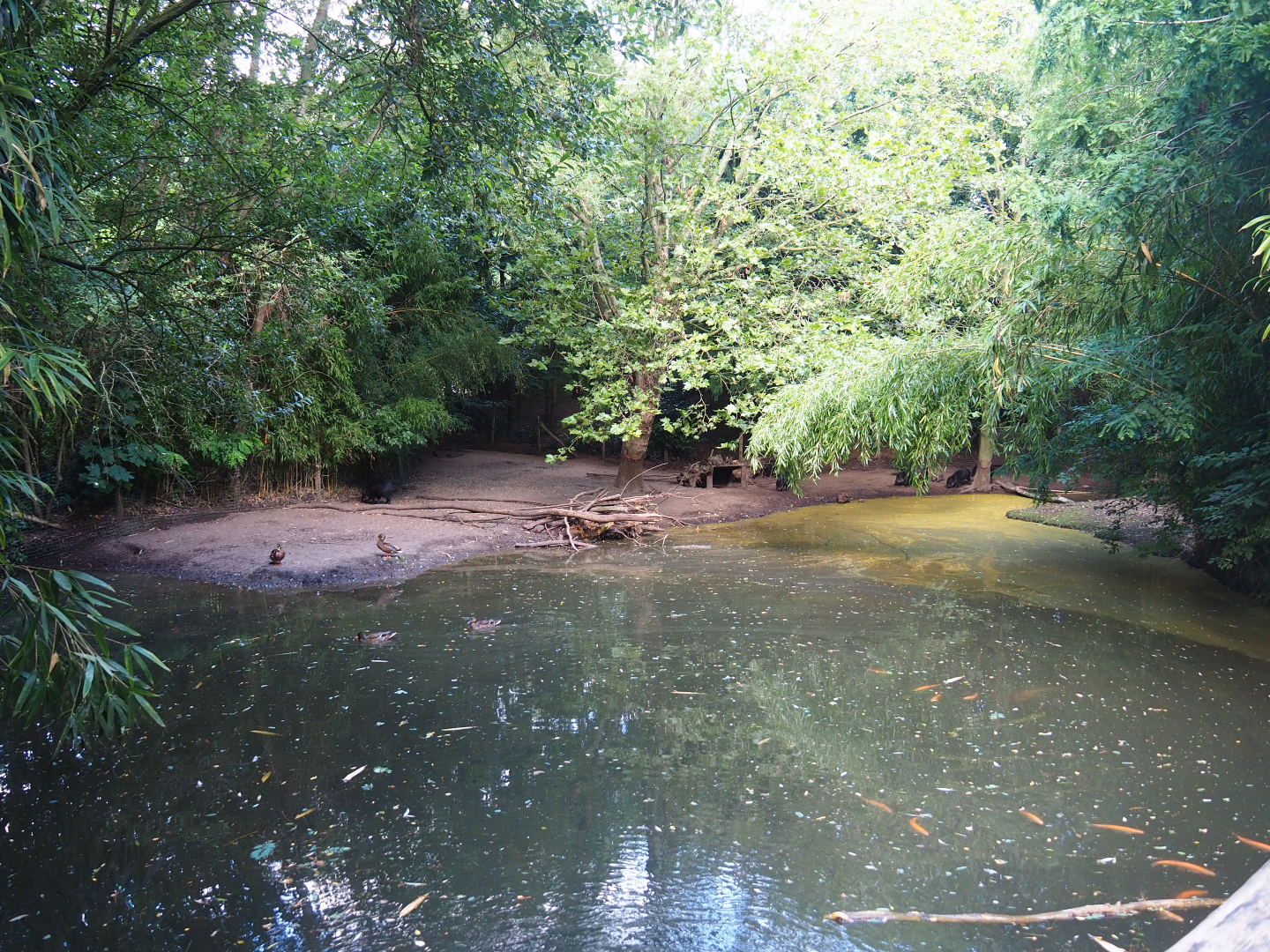 Collared peccary exhibit, 2019-08-11