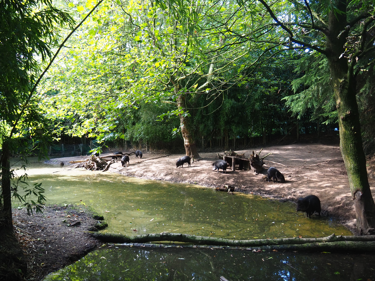 Collared peccary exhibit, 2019-08-11