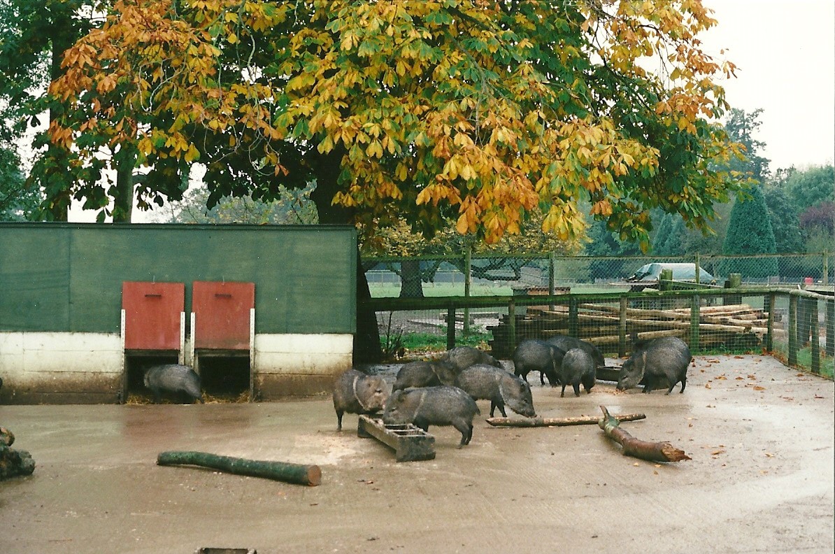 Collared Peccary exhibit 23rd October 1999