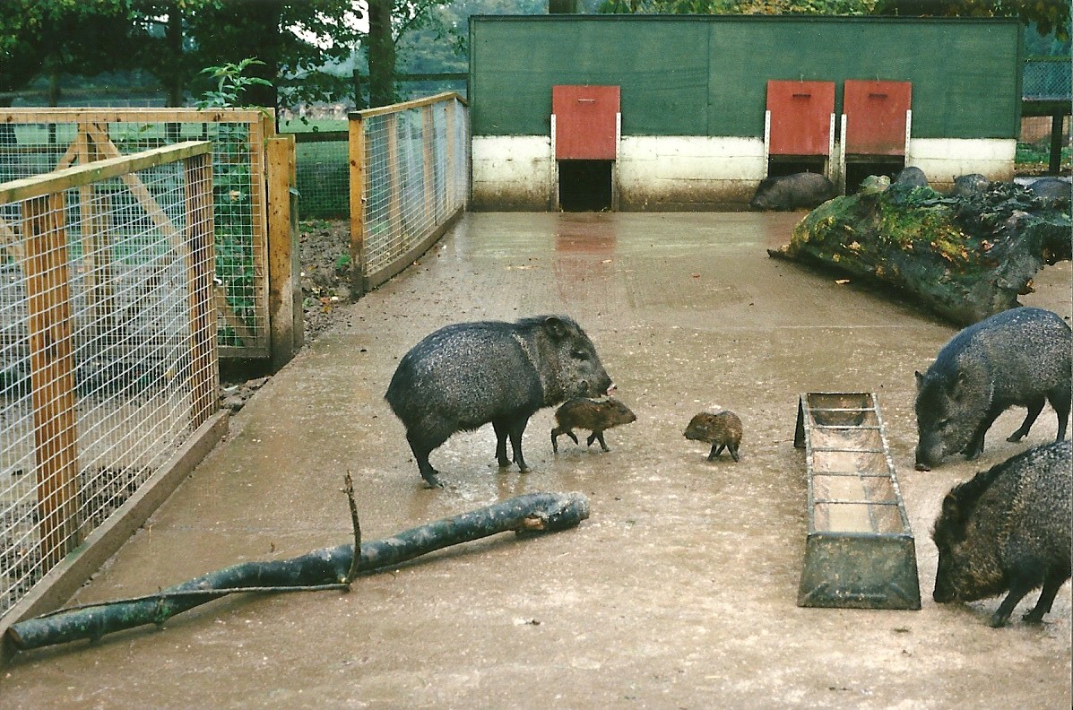 Collared Peccary exhibit 23rd October 1999