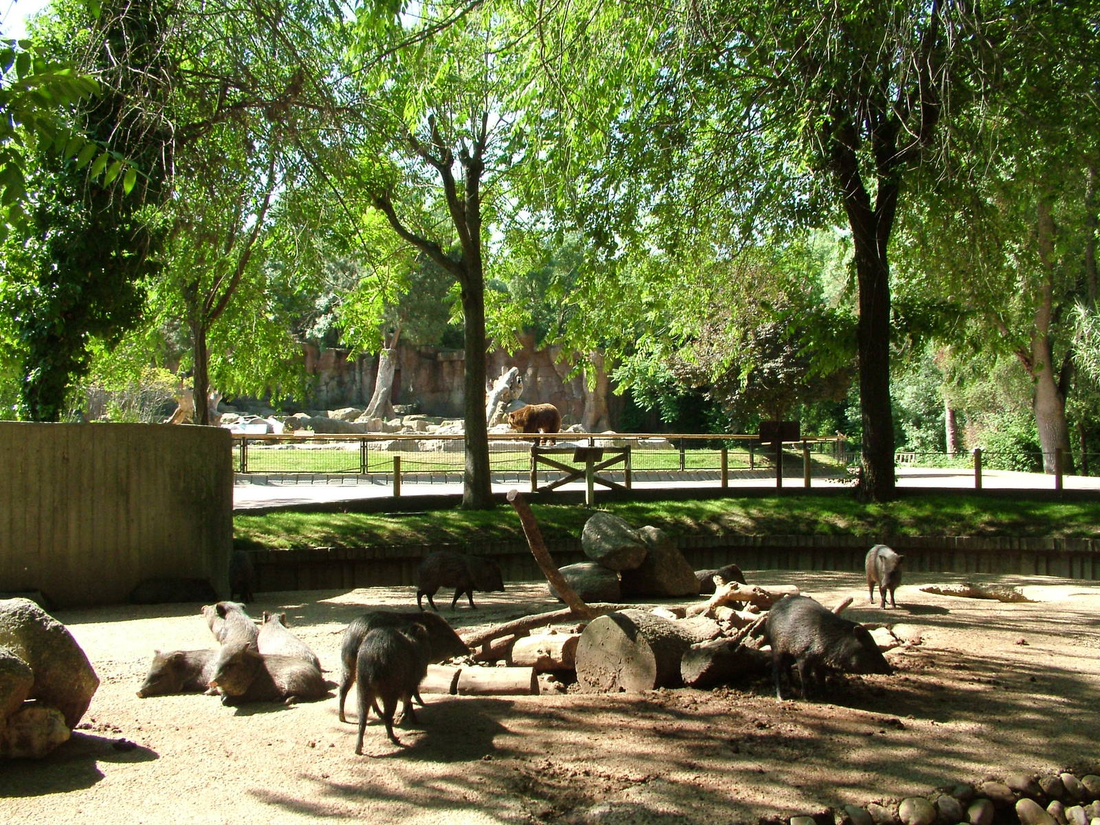Collared Peccary Exhibit at Madrid Zoo Aquarium, 26/05/11