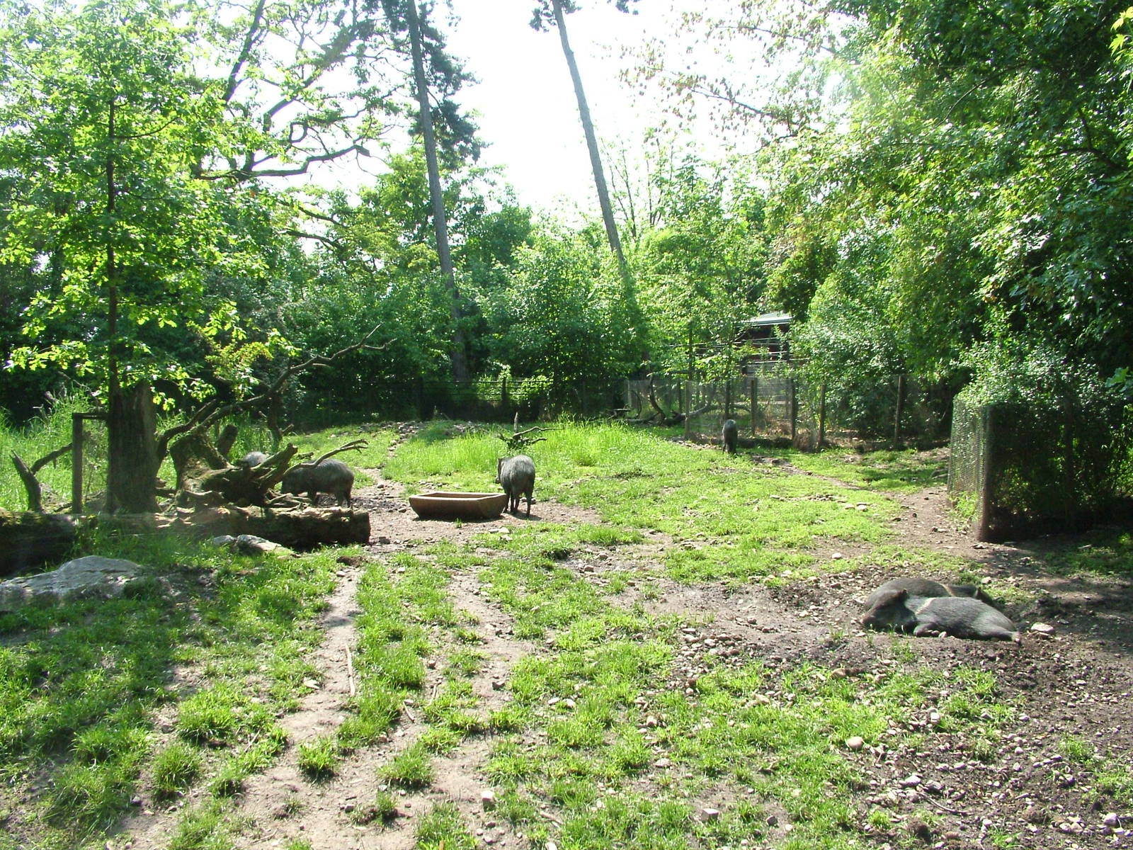 Collared Peccary exhibit at Prague, 24/05/10