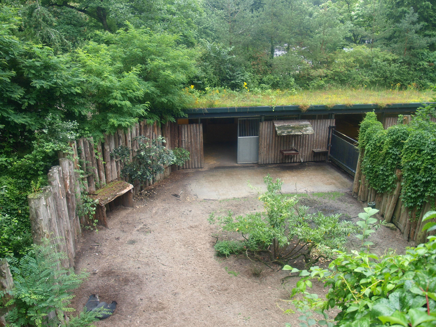 Collared peccary exhibit (Former Wild West exhibit separation paddock and part of barn), 2015-07-19