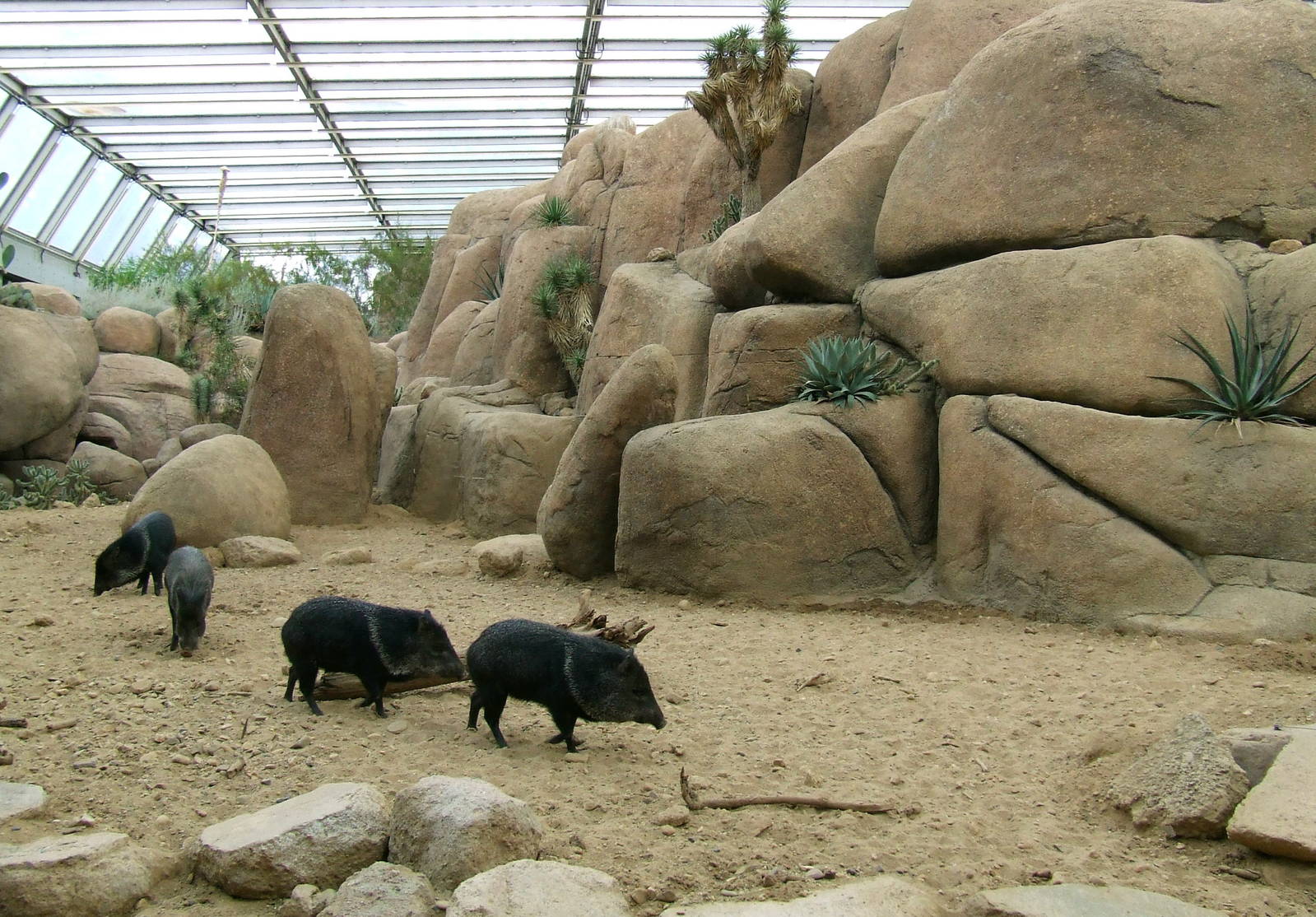 Collared Peccary exhibit photos, Burgers Desert