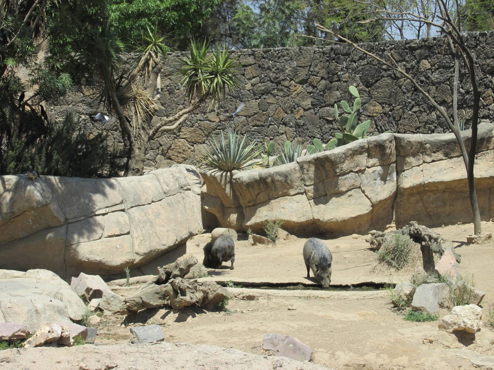 collared peccary exhibit san juan de aragon zoo