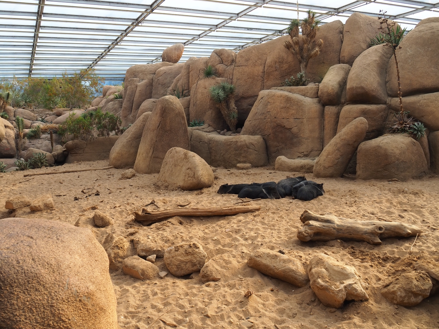 Collared peccary exhibit (Sep 16th, 2018)