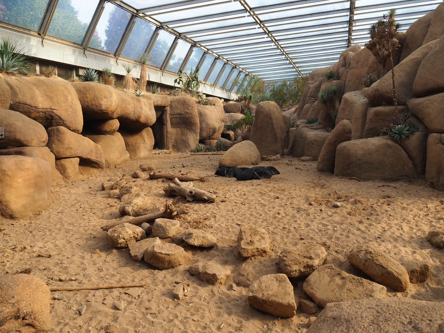 Collared peccary exhibit (Sep 16th, 2018)