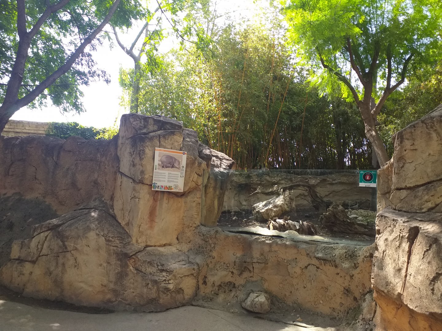 Collared peccary exhibit -TerraNatura Benidorm (2021)
