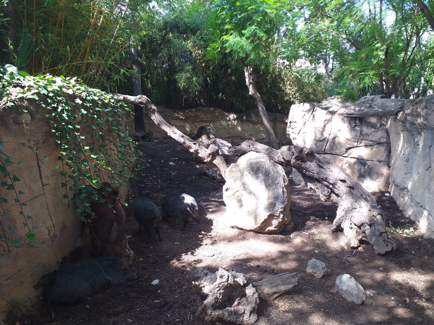 Collared peccary exhibit -TerraNatura Benidorm (2021)