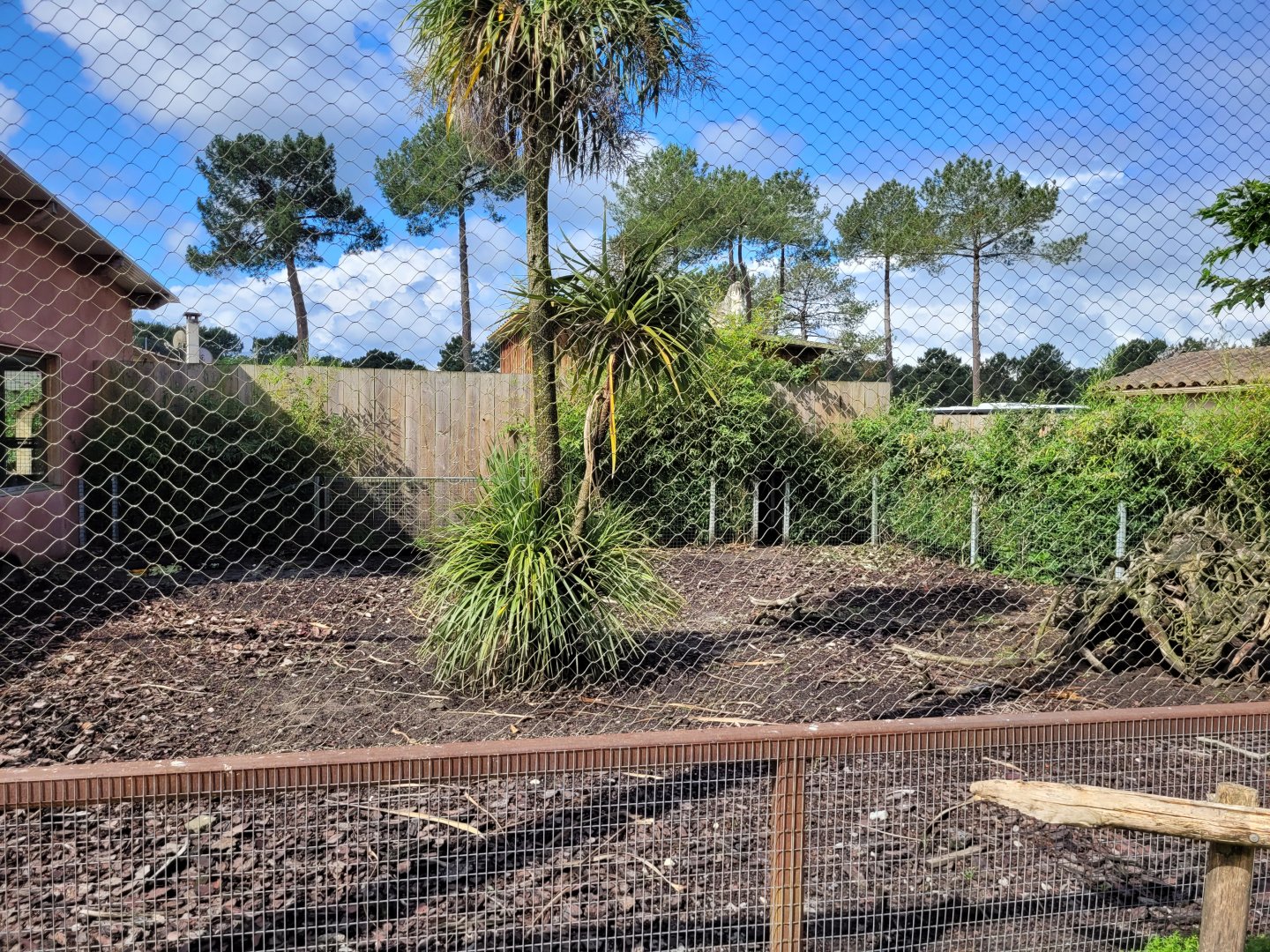 Collared peccary exhibit -Zoo du bassin d'Arcachon (2024)