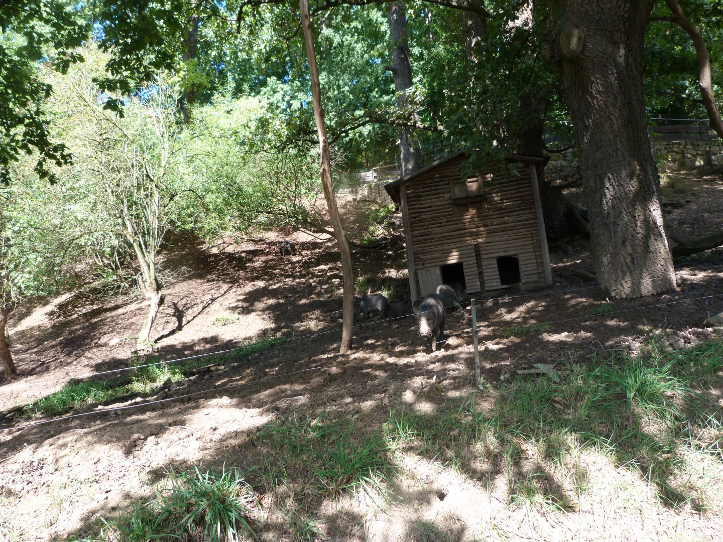Collared peccary exhibit -Zoo Plzeň (2025)