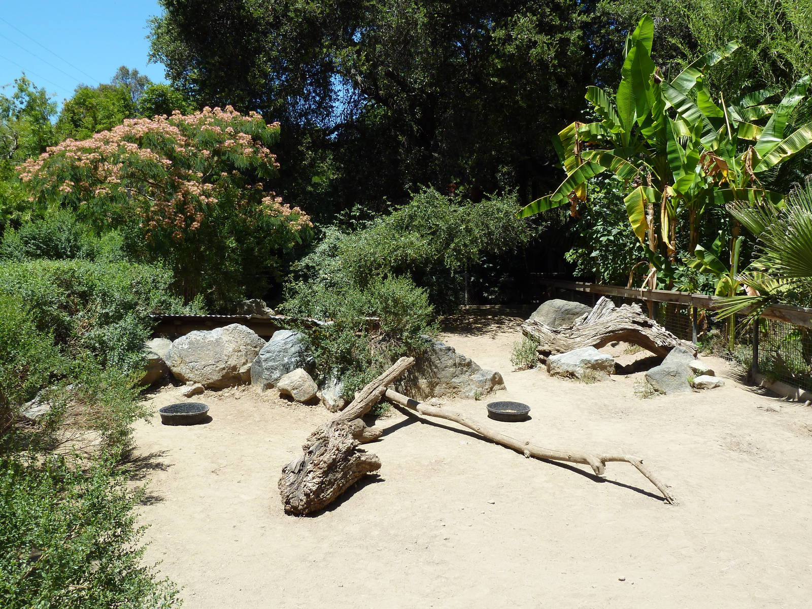Collared Peccary Exhibit