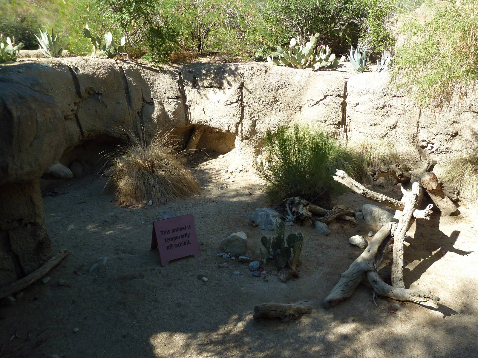 Collared Peccary Exhibit