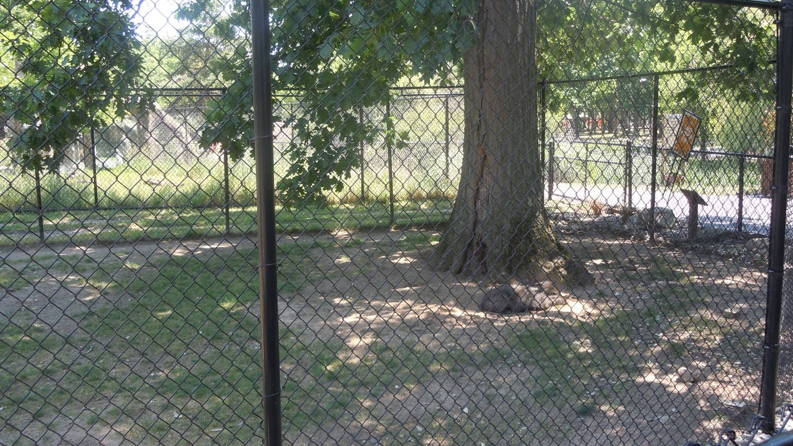 collared peccary exhibit