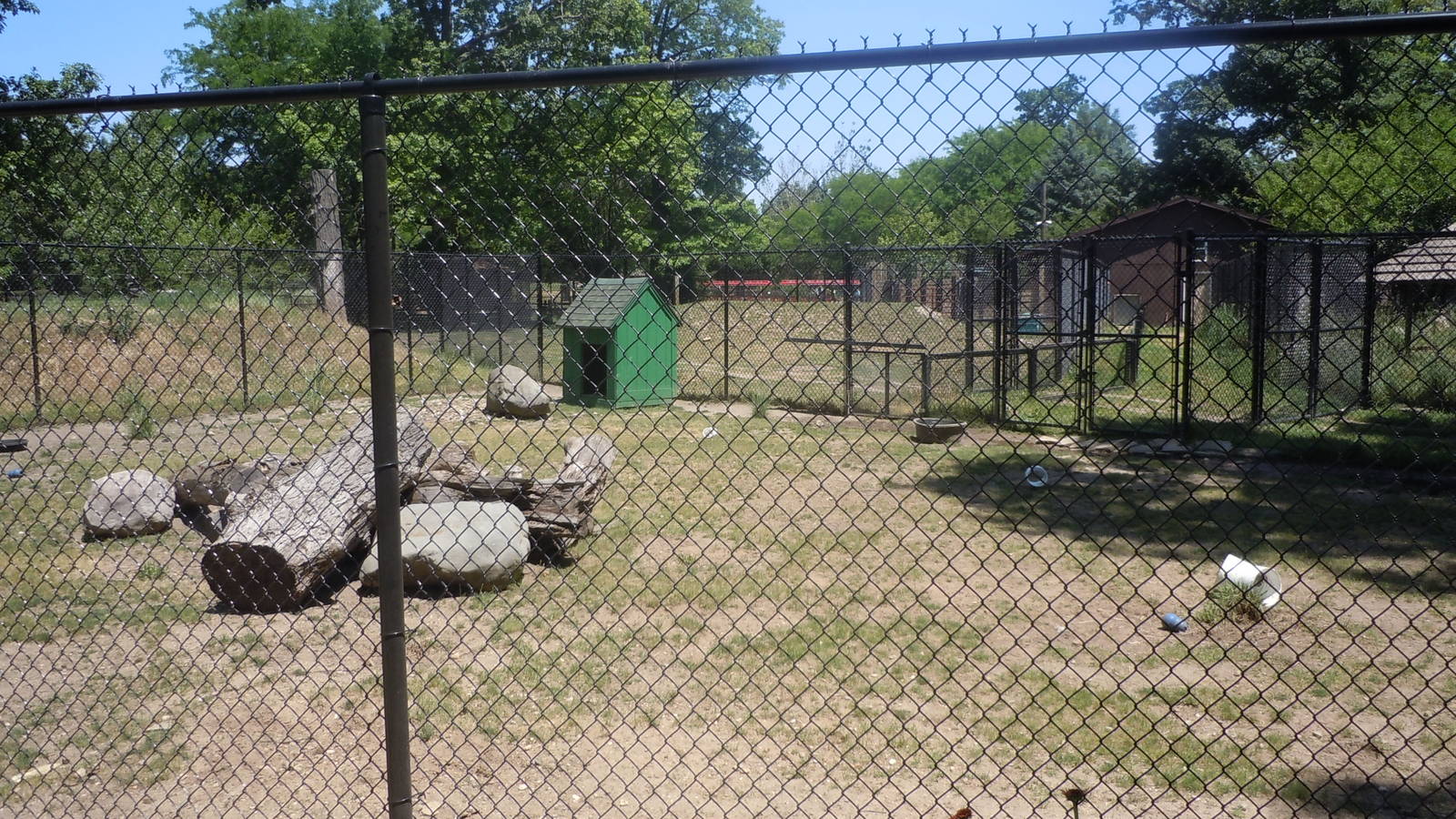 collared peccary exhibit