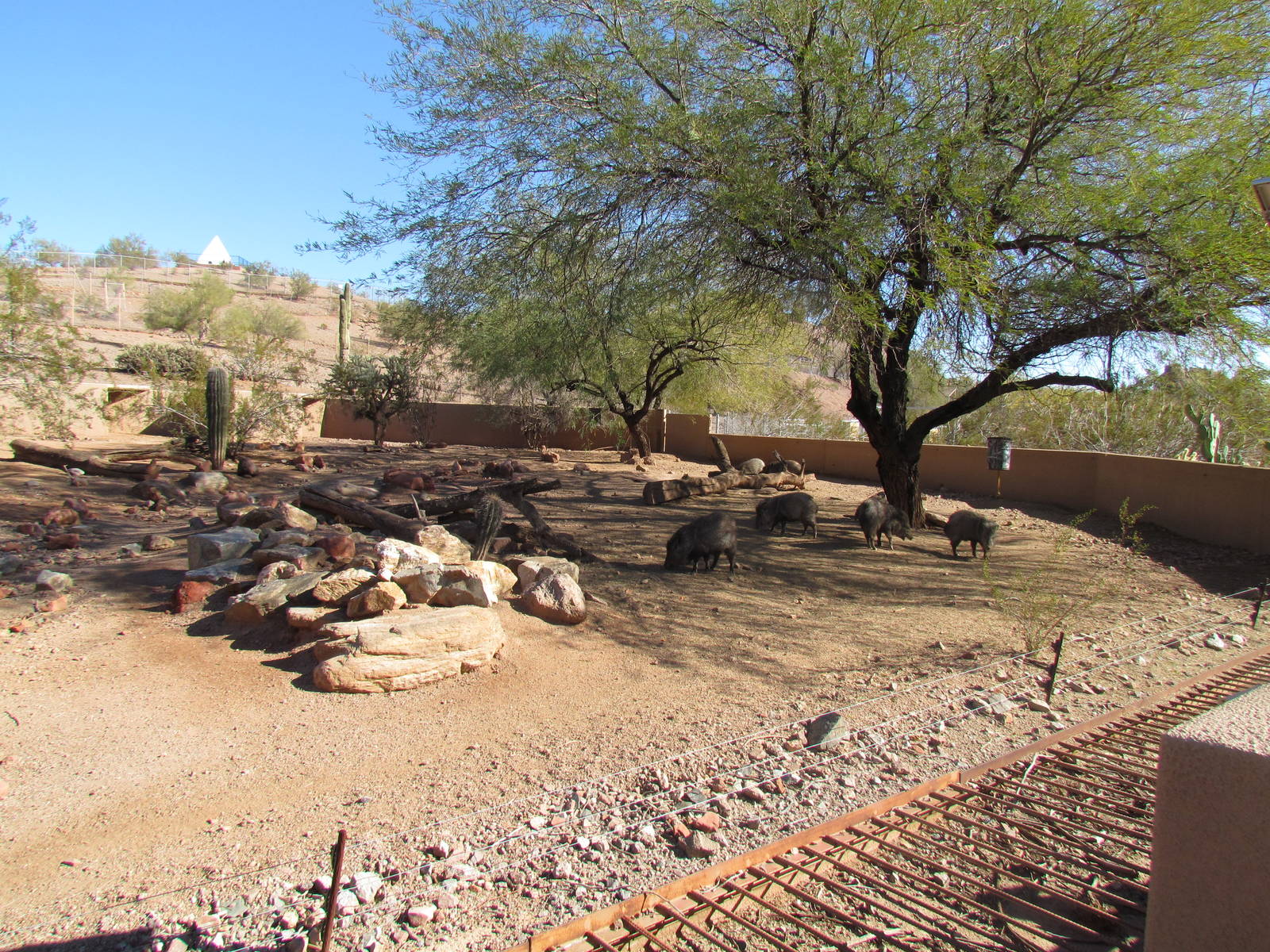 Collared Peccary Exhibit
